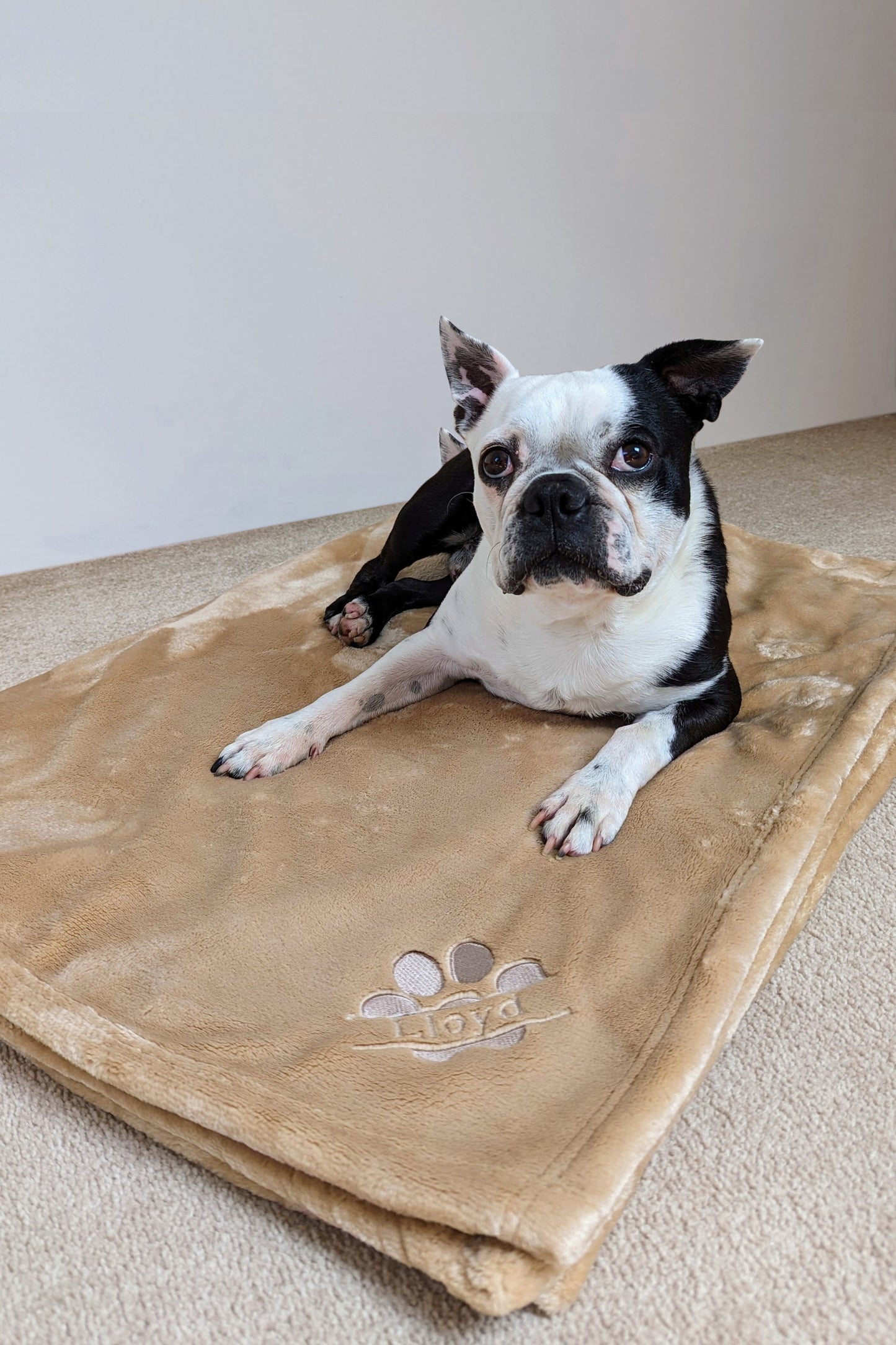 Personalised Pampered Pup Plush Blanket
