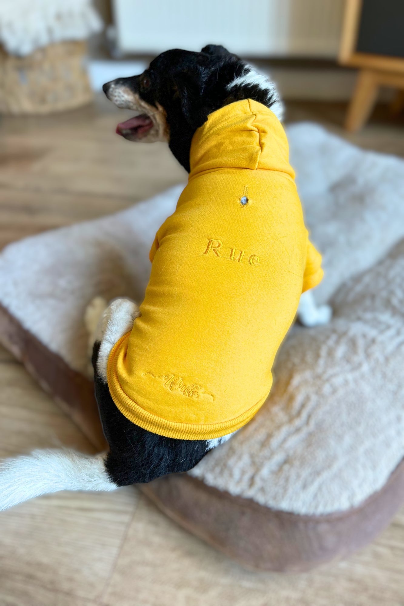 Personalised Luxury Dog Hoodies