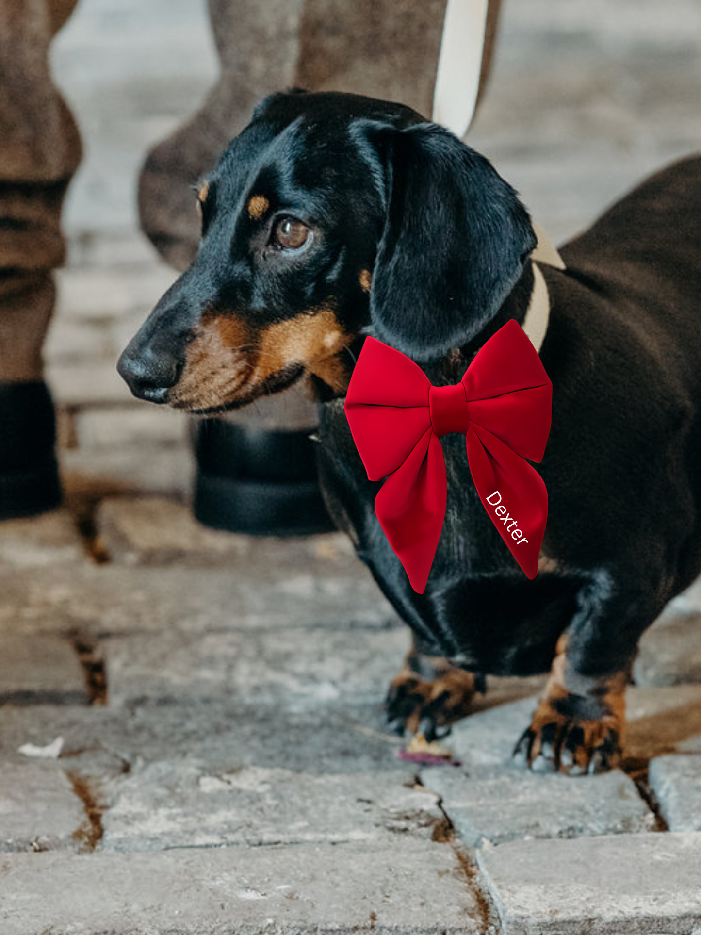 Personalised Doggy Velvet Bow