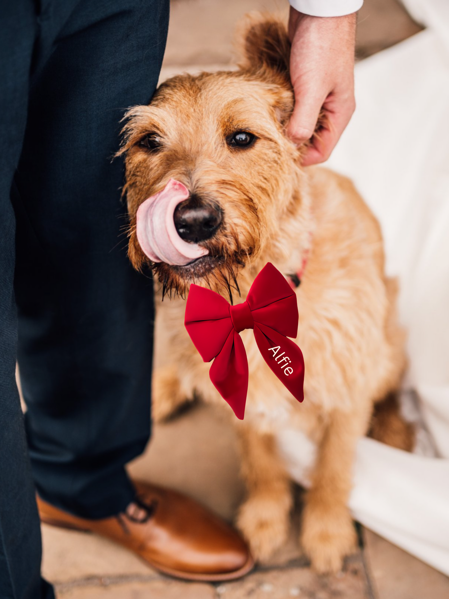 Personalised Doggy Velvet Bow