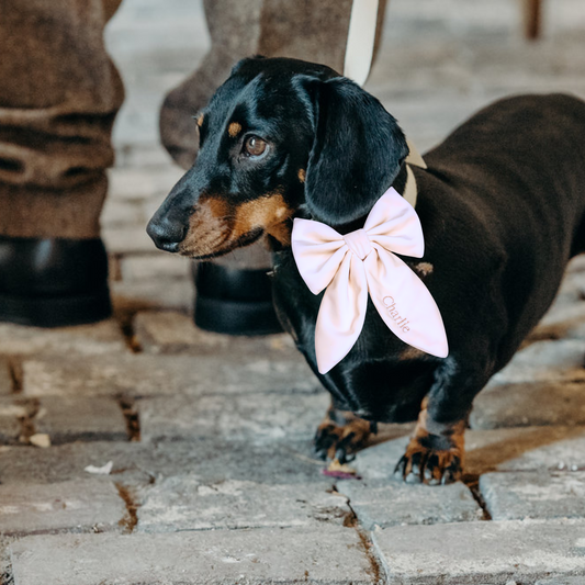 Personalised Doggy Velvet Bow